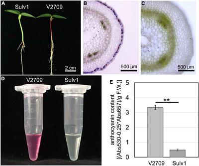The mungbean VrP locus encoding MYB90, an R2R3-type MYB protein, regulates anthocyanin biosynthesis